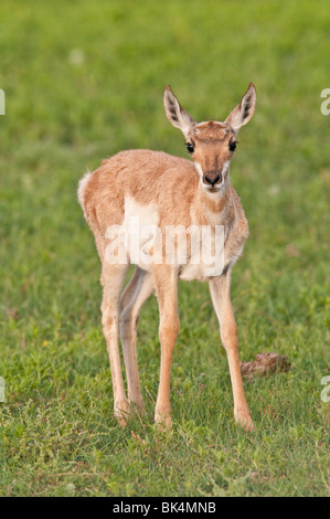 L'antilocapre, Antilocapra americana, fauve, Parc National de Wind Cave, Dakota du Sud, USA Banque D'Images