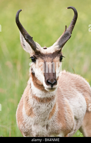 L'antilocapre, Antilocapra americana, Custer State Park, South Dakota, USA Banque D'Images