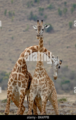 Deux hommes Masaïs Girafe (Giraffa camelopardalis tippelskirchi) sparring, Masai Mara National Reserve, Kenya, Afrique de l'Est, l'Afrique Banque D'Images