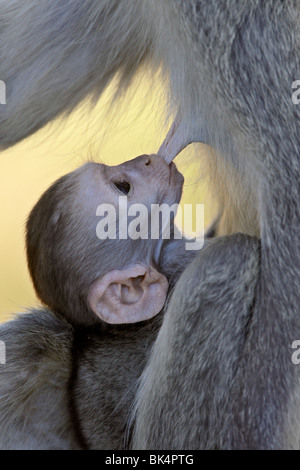 Bébé singe (Chlorocebus aethiops) Sciences infirmières, Kruger National Park, Afrique du Sud, l'Afrique Banque D'Images