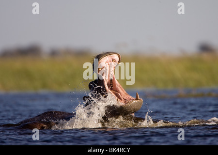 Hippo agressif en rivière Chobe Banque D'Images