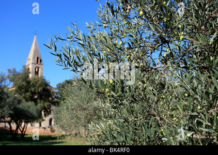 Le jardin d''oliviers dans le Thoronet abbaye construite au 12ème siècle, la conservation de la plus pure architecture art romain Provence Banque D'Images