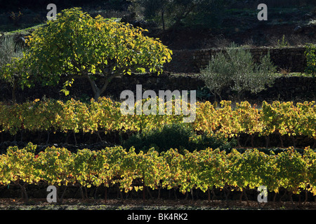 Sommaire des vignes d'automne Luberon au coeur de la Provence Banque D'Images