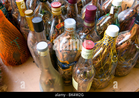 Les bouteilles remplies d'écorce d'arbre et d'herbes trempez dans le rhum Appelé Mama Juana ou Mamajuana pour la vente dans un magasin En République dominicaine de Saint-Domingue Banque D'Images