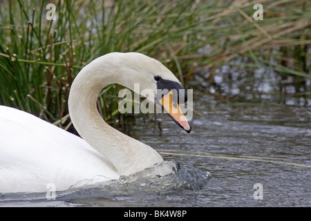 Cygne muet natation Banque D'Images
