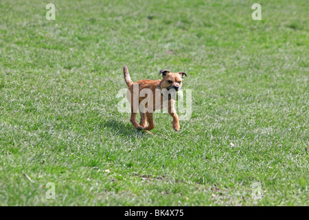 Border terrier courir avec sa balle de tennis dans le parc, Streatham Common, Streatham, Londres, Angleterre Banque D'Images