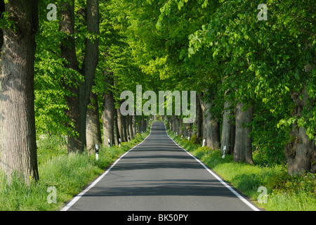Road, l'île de Rügen, Mecklembourg, Mecklenburg-Vorpommern, Allemagne Banque D'Images