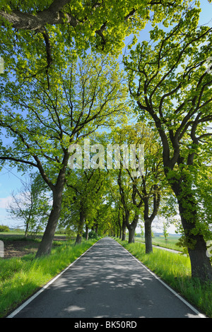 Road, l'île de Rügen, Mecklembourg, Mecklenburg-Vorpommern, Allemagne Banque D'Images