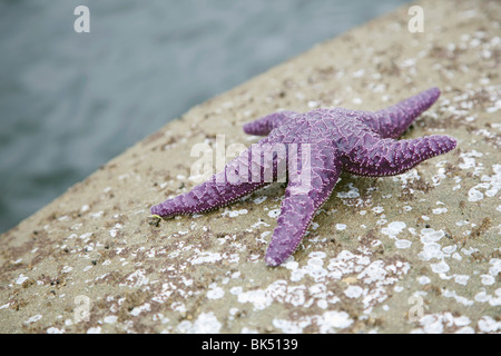 Étoile de mer sur la plage, Vancouver, BC, Canada Banque D'Images