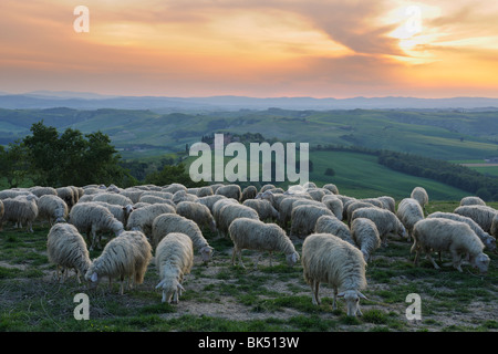 Troupeau de moutons, Montecontieri, Asciano, Toscane, Italie Banque D'Images