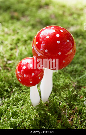 Close-up de champignons Banque D'Images