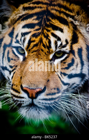Tigre de Sumatra - Panthere tigris sumatrae Banque D'Images