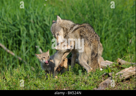 Loup gris avec des petits, Minnesota, USA Banque D'Images