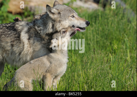 Grey Wolf Pup mère léchant, Minnesota, USA Banque D'Images