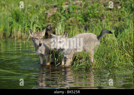 Les petits loups gris par l'eau, Minnesota, USA Banque D'Images