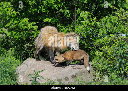 American Red Fox avec Pup, Minnesota, USA Banque D'Images