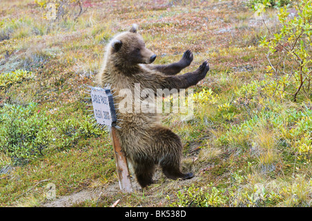 Le Grizzli, Denali National Park et préserver, Alaska, USA Banque D'Images