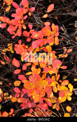 Les feuilles d'automne, le Parc National Denali et préserver, Alaska, USA Banque D'Images