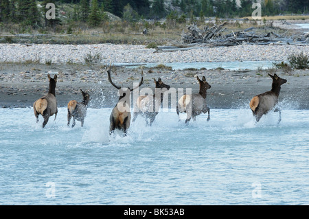 Le wapiti, Jasper National Park, Alberta, Canada Banque D'Images