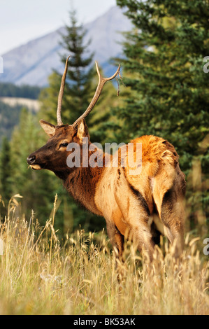 Le wapiti, Jasper National Park, Alberta, Canada Banque D'Images