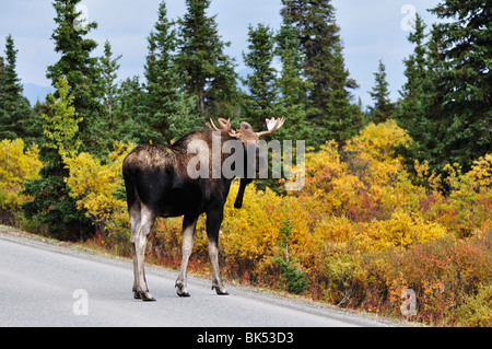 Bull Moose Crossing the Road, Denali National Park, Alaska, USA Banque D'Images