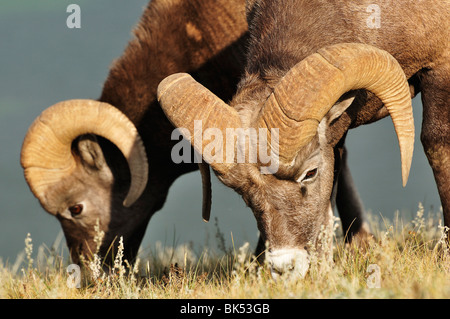 Bighhorn Manger Moutons, Jasper National Park, Alberta, Canada Banque D'Images