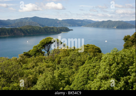 Motuara Island, le sanctuaire des oiseaux, Queen Charlotte Sound, île du Sud, Nouvelle-Zélande Banque D'Images