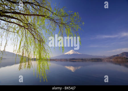 Willow printemps sur le lac Kawaguchi, le Mont Fuji en arrière-plan, le Japon Banque D'Images