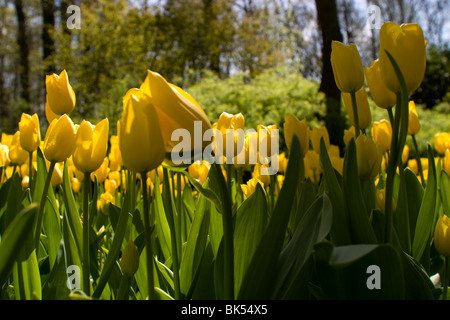 Tulipes au Keukenhof, le plus grand jardin de tulipes aux Pays-Bas Banque D'Images