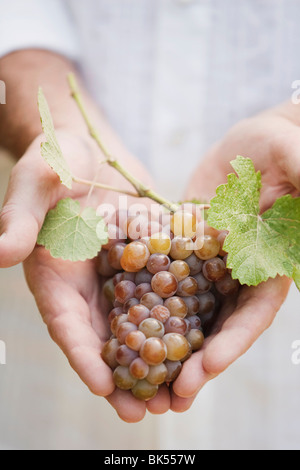 Close-up of Man Holding Grapes Banque D'Images