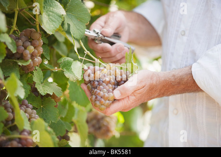 Vin couper une grappe de raisins sur la vigne Banque D'Images