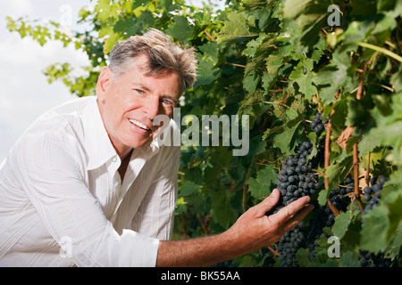 Vin de raisin de l'examen Banque D'Images