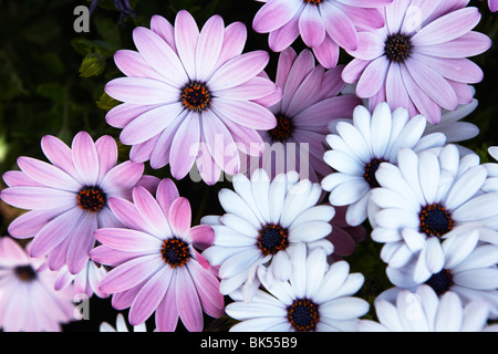 Cape Margarite Daisy Banque D'Images