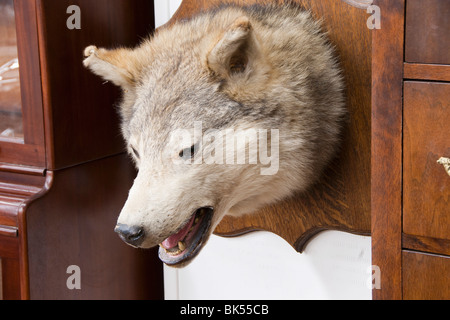 Tête de loup monté sur mur Banque D'Images