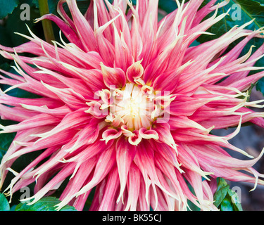 Close-up of Dahlia Banque D'Images