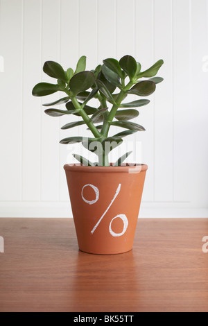 Jade Plant en pot avec signe pourcentage Banque D'Images