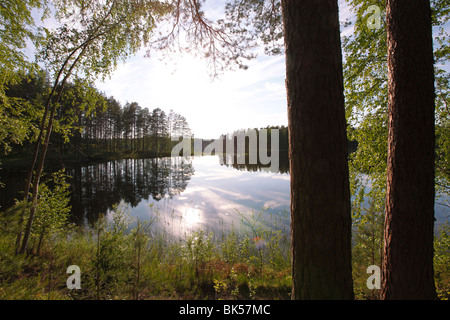 Lac Pihlajavesi, Punkaharju Punkaharju Ridge, réserve naturelle, le lac Saimaa, District Savonia, Finlande, Scandinavie, Europe Banque D'Images