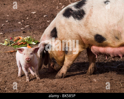 Gloucester vieux Spot à l'alimentation des porcs à la ferme centre White Post dans le Nottinghamshire, Angleterre, Royaume-Uni Banque D'Images