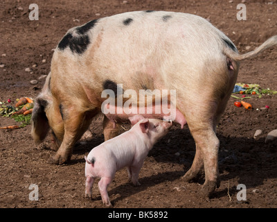 Un porcelet s'alimenter à la White Post Farm Centre dans le Nottinghamshire, Angleterre, Royaume-Uni Banque D'Images