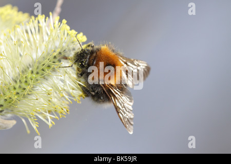 Bombus hypnorum, nouveau jardin bumblebee ou arbre bumblebee, se nourrissant d'un chaton de saule Banque D'Images