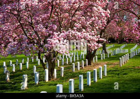 Magnolia en fleurs et des cerisiers au cimetière national d'Arlington, Arlington Virginia USA Banque D'Images