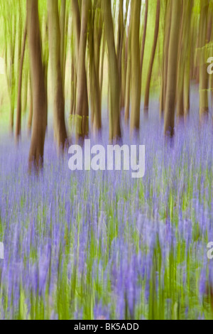 Bluebell woods, Somerset, Angleterre, Royaume-Uni, Europe Banque D'Images