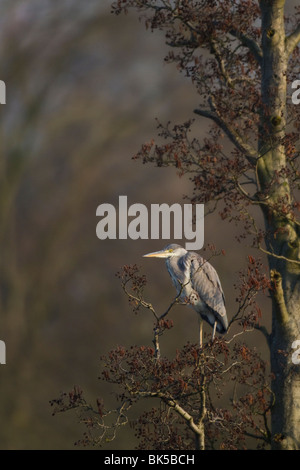 Sous-adultes Héron cendré (Ardea cinerea) reposant dans l'arbre Banque D'Images