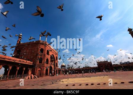 Les pigeons se nourrissent de grains éparpillés sur les pavés dans la cour de Jama Masjid (la mosquée-i Jah) Banque D'Images