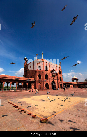 Les pigeons se nourrissent de grains éparpillés sur les pavés dans la cour de Jama Masjid (mosquée du vendredi), Old Delhi, Delhi, Inde Banque D'Images