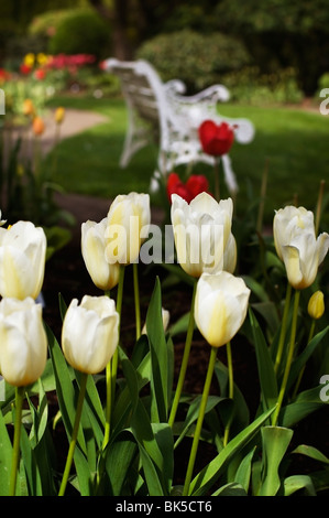 Un banc se trouve dans un parklike entouré de tulipes en fleurs à l'ampoule DeGoede ferme. Se concentrer sur les tulipes en premier plan. Banque D'Images