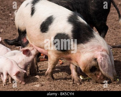 Gloucester vieux Spot à l'alimentation des porcs à la ferme centre White Post dans le Nottinghamshire, Angleterre, Royaume-Uni Banque D'Images