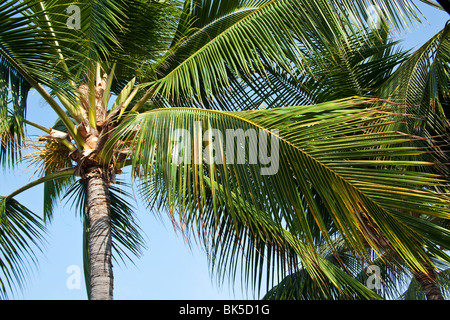 Hawaiian Palm arbres abattus par le bas sur une journée ensoleillée Banque D'Images