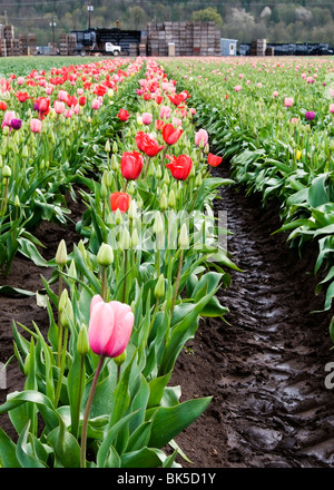 Les tulipes fleurissent à la ferme dans l'ampoule DeGoede Mossyrock, Washington. Banque D'Images
