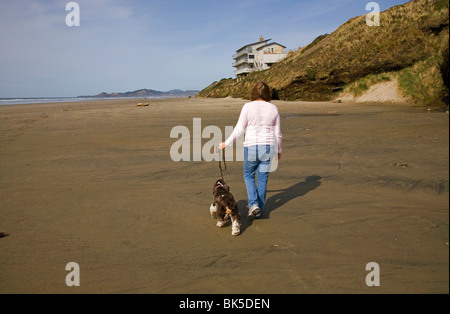 Une partie marche cocker couleur sur une plage à Yachats, Oregon. Banque D'Images